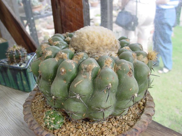 Discocactus_heptacanthus